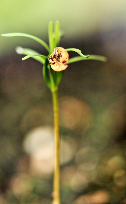 metaswquoia seedling